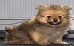 Pomeranian dogs for sale: Beautiful pomeranian pups in Houghton le Spring - Image 29