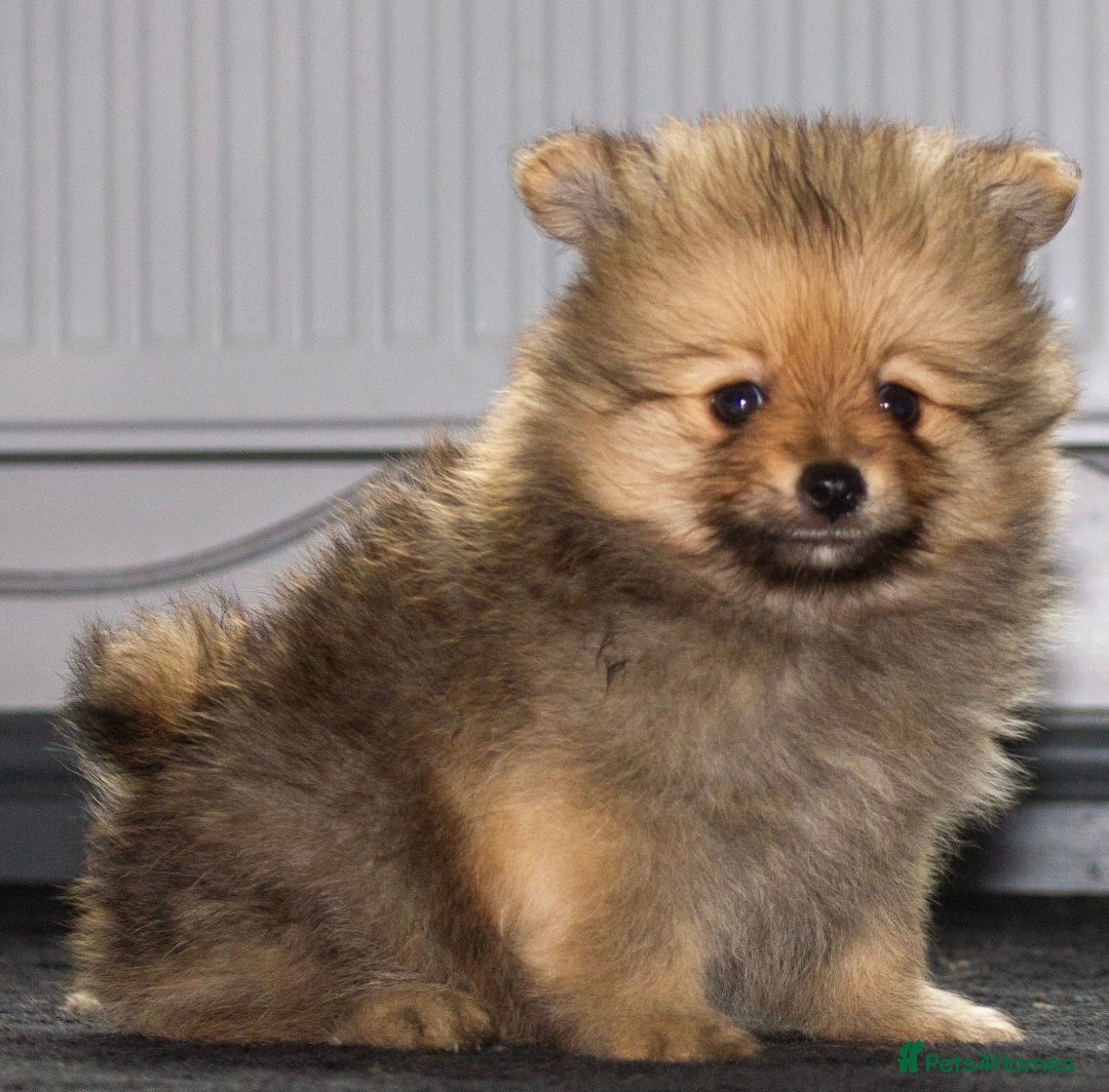 Pomeranian dogs for sale: Beautiful pomeranian pups in Houghton le Spring - Image 29