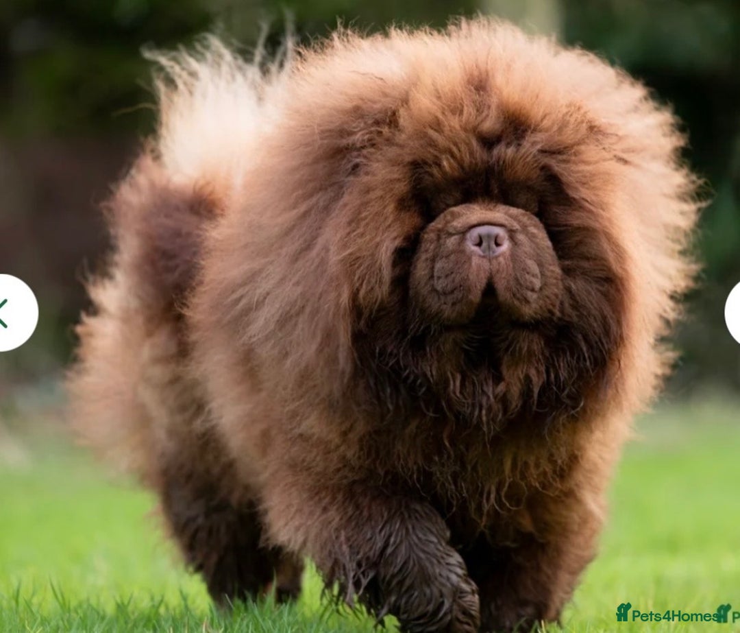 Chow Chow dogs for sale: Chocolate boy chow chow  - Image 7