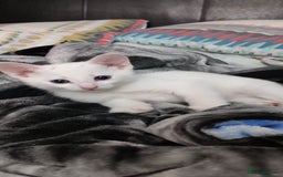 Mixed Breed cats for sale: Purr-fect White Kittens - Image 5
