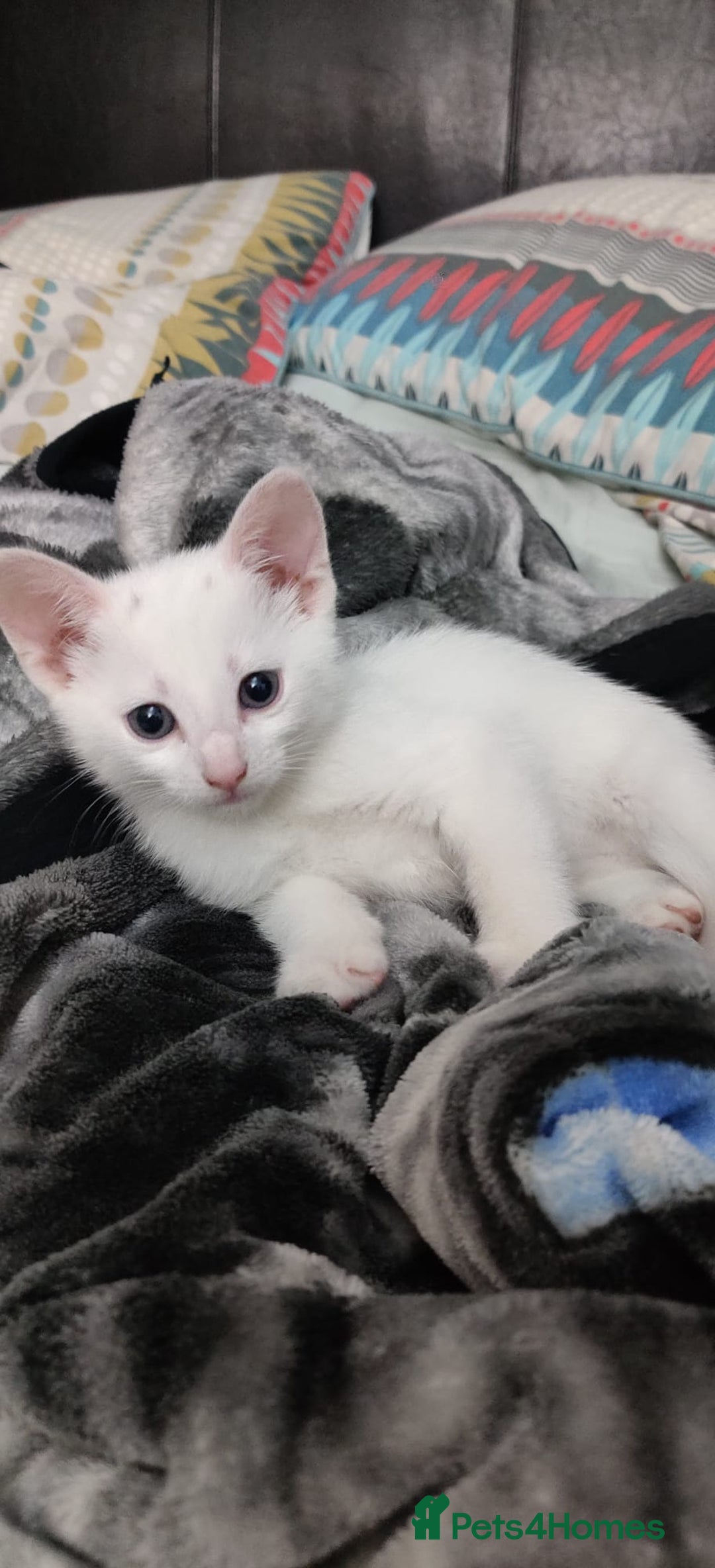 Mixed Breed cats for sale: Purr-fect White Kittens - Image 5