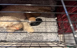 Cockapoo dogs for sale: Cockapoo 1 male 3 girls - Image 12