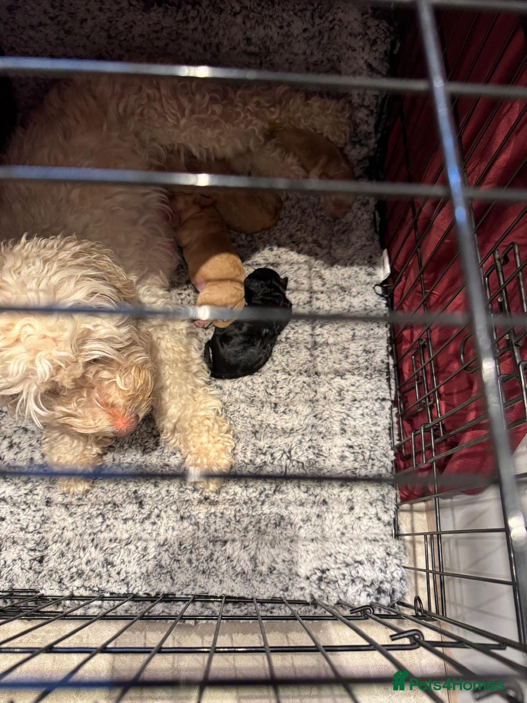Cockapoo dogs for sale: Cockapoo 1 male 3 girls - Image 12