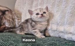 British Shorthair cats for sale: Beautiful British shorthair kittens - Image 25