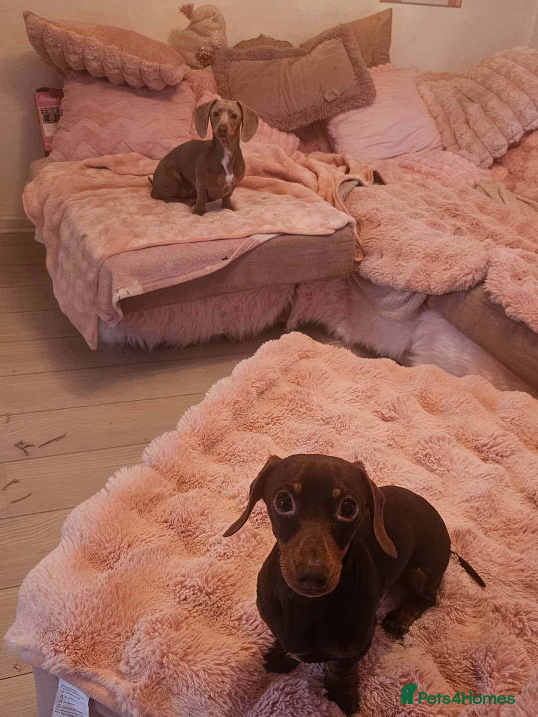 Miniature Dachshund dogs for sale: 10 month old pedegree minature dashound - Advert 11