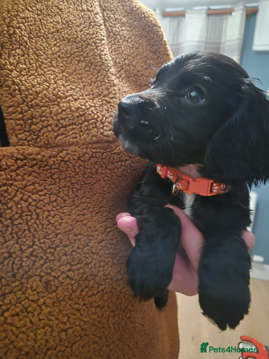 Cocker Spaniel dogs for sale: 8 cocker spaniel pups  - Advert 2