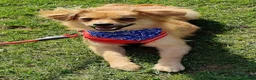 Mixed Breed dogs for adoption: Fluffy Comet in Peterborough - Advert 1