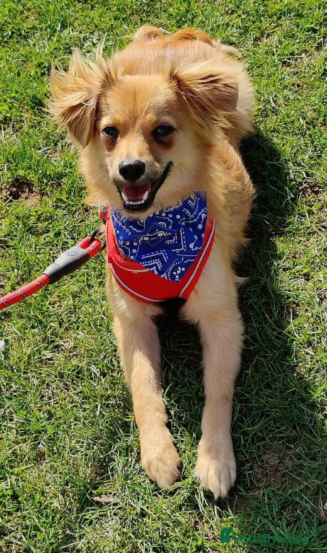 Mixed Breed dogs for adoption: Fluffy Comet in Peterborough - Advert 1