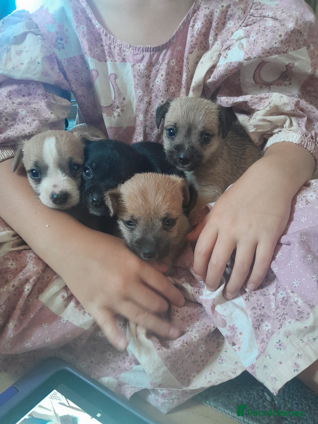 Mixed Breed dogs for sale: Jack russell x chihuahua boys only  - Image 11