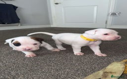 Boxer dogs for sale: Gorgeous KC Registered Boxer Pups - ONLY 3 LEFT - Image 8