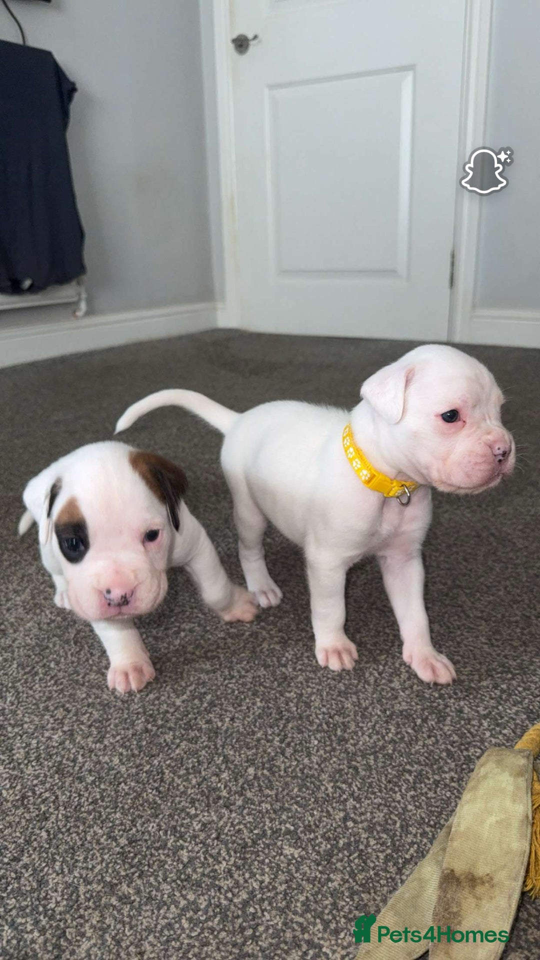 Boxer dogs for sale: Gorgeous KC Registered Boxer Pups - ONLY 3 LEFT - Image 8