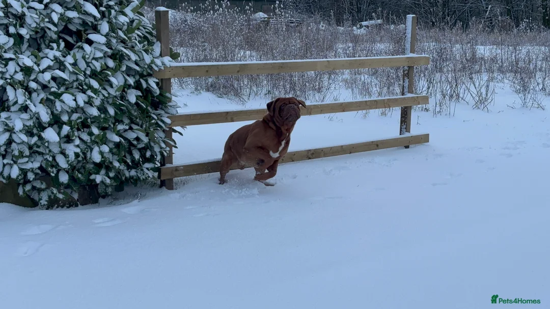 Dogue De Bordeaux dogs for stud: **STUD** not for sale kc Bordeaux  - Advert 9