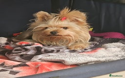 Yorkshire Terrier dogs for stud: YORKSHIRE TERRIER 🐶FULL KC REG.🐶 in London - Image 5