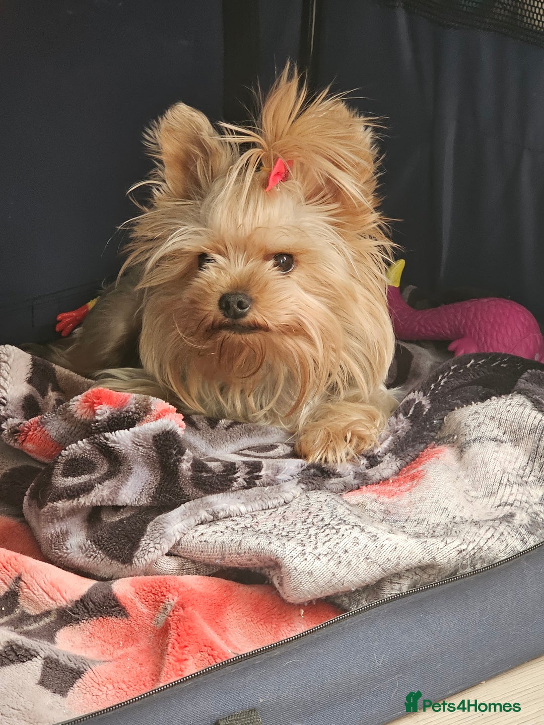 Yorkshire Terrier dogs for stud: YORKSHIRE TERRIER 🐶FULL KC REG.🐶 in London - Image 5
