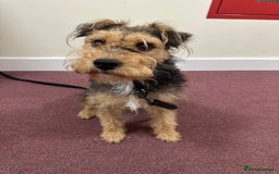 Lakeland Terrier dogs for sale: 5 months Lakeland Terrier girl pup Lottie - Image 6