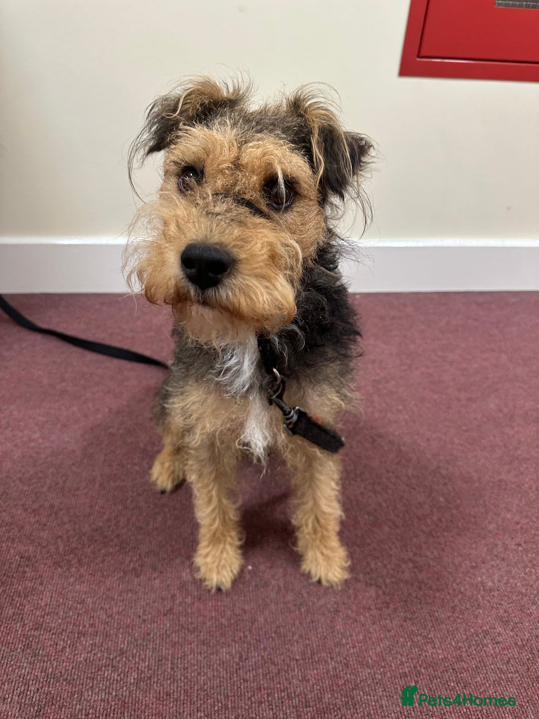 Lakeland Terrier dogs for sale: 5 months Lakeland Terrier girl pup Lottie - Image 6