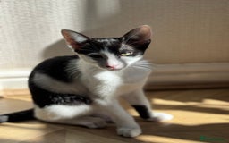 Oriental cats for sale: Ready now! Oriental shorthair kittens mix - Image 20