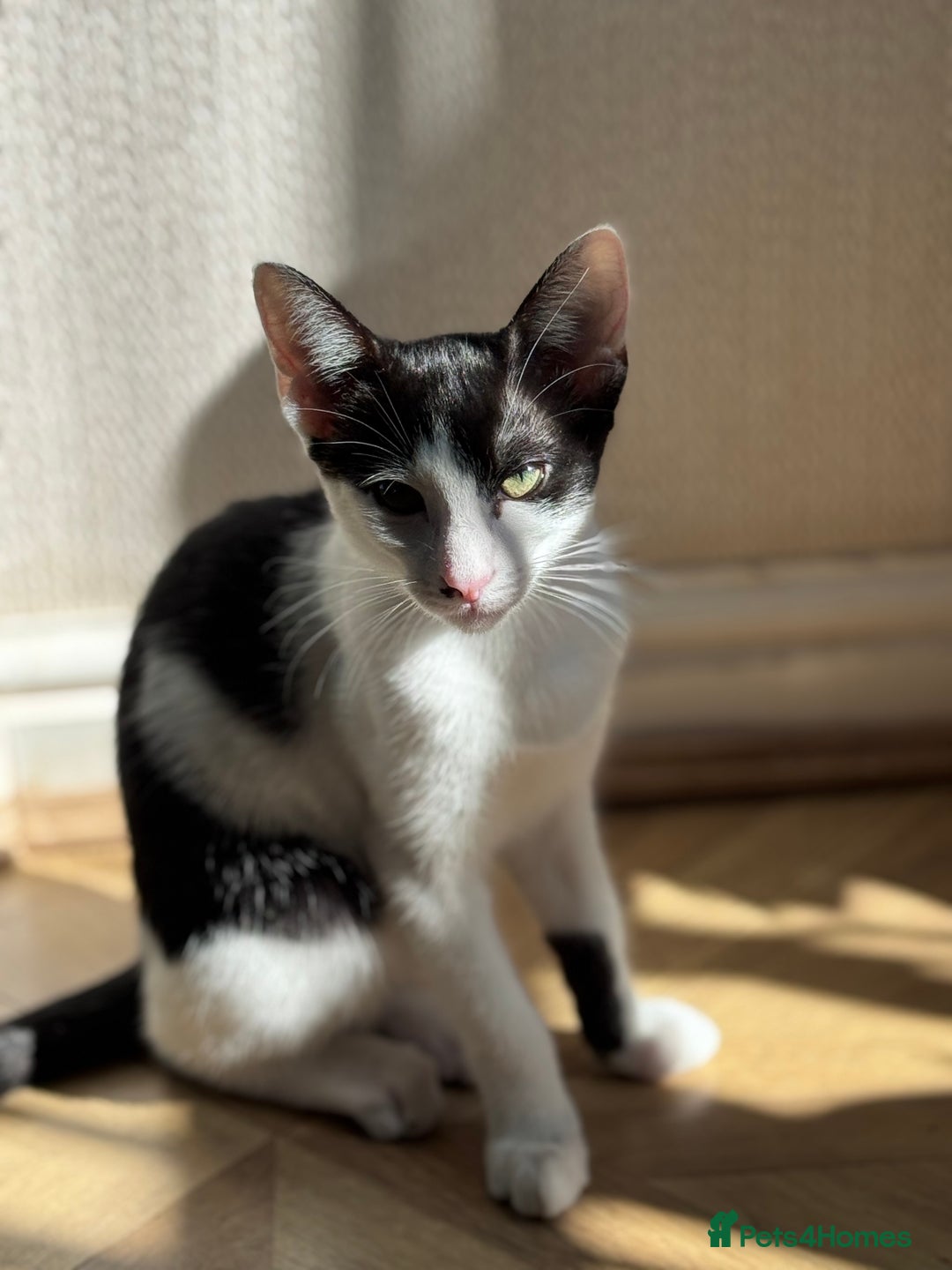 Oriental cats for sale: Ready now! Oriental shorthair kittens mix - Image 20