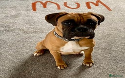 Boxer dogs for sale: 27 Champion bloodline boxers due 14th October  - Image 28