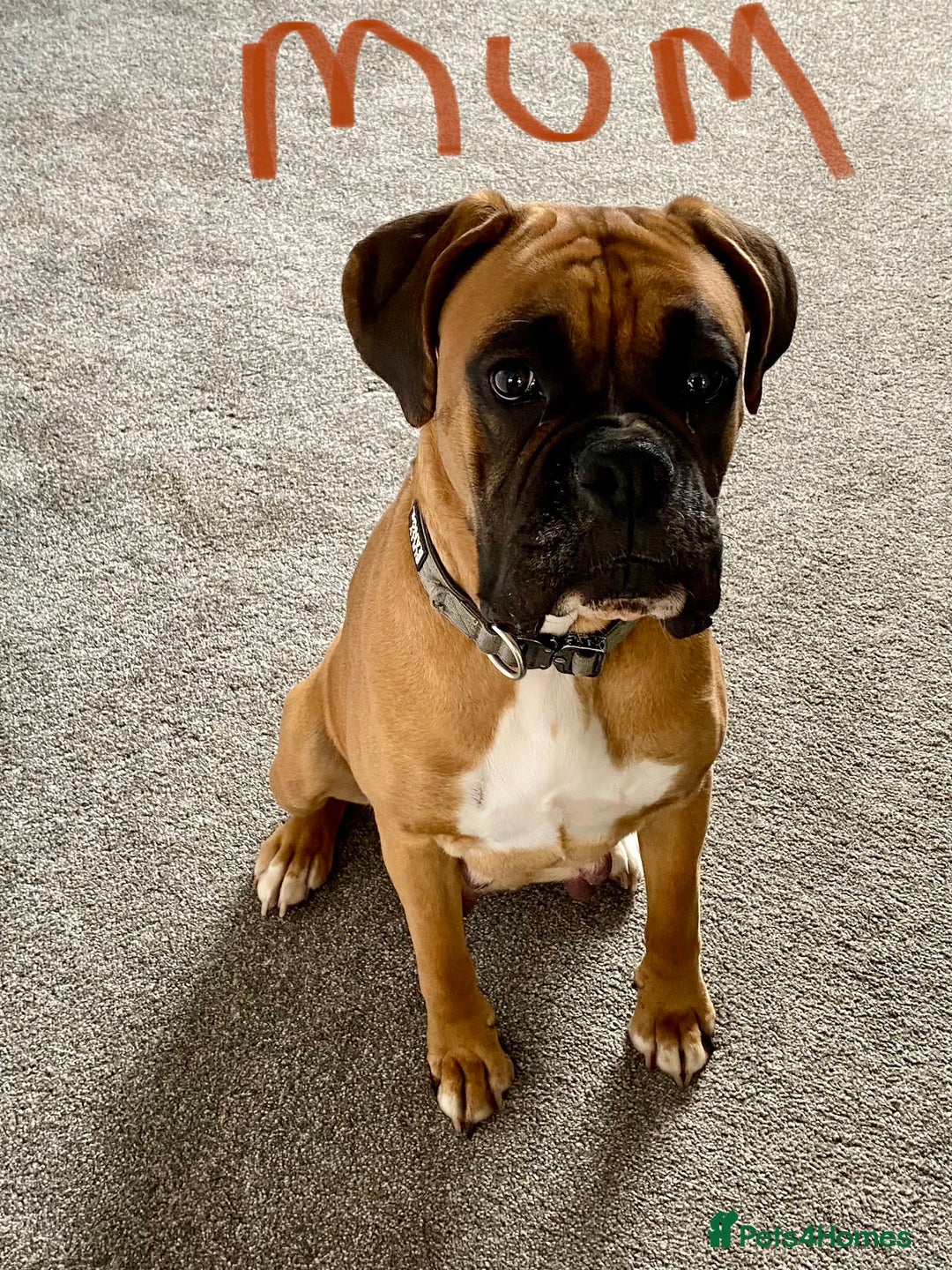 Boxer dogs for sale: 27 Champion bloodline boxers due 14th October  - Image 28