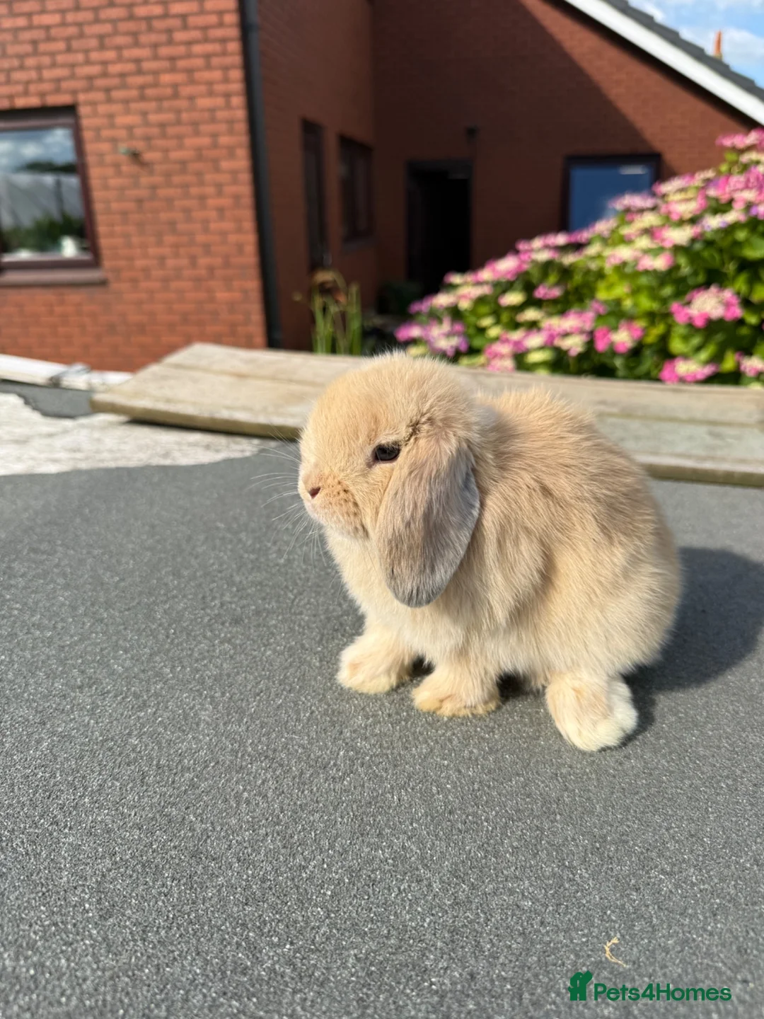 Mini Lop rabbits for sale: Mini lops - Advert 2