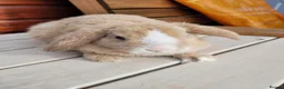 Mini Lop rabbits for sale: Gorgeous Purebred Mini Plush Lops - Advert 5