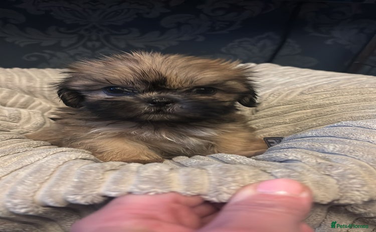 Shih Tzu dogs - Advert 2