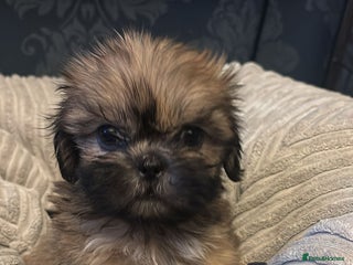 Shih Tzu dogs - Advert 8