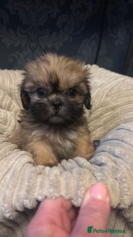 Shih Tzu dogs - Advert 1