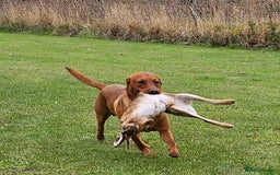 Labrador Retriever dogs for stud: Dark Fox Red Labrador Stud Dog - Image 4