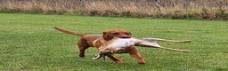 Labrador Retriever dogs for stud: Dark Fox Red Labrador Stud Dog - Advert 4
