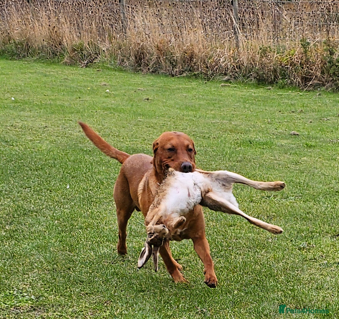Labrador Retriever dogs for stud: Dark Fox Red Labrador Stud Dog - Image 4