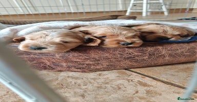 Cocker Spaniel dogs - Advert 10