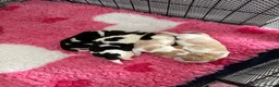 Beagle dogs for sale: Stunning KC registered litter by Campeach beagles. - Advert 22