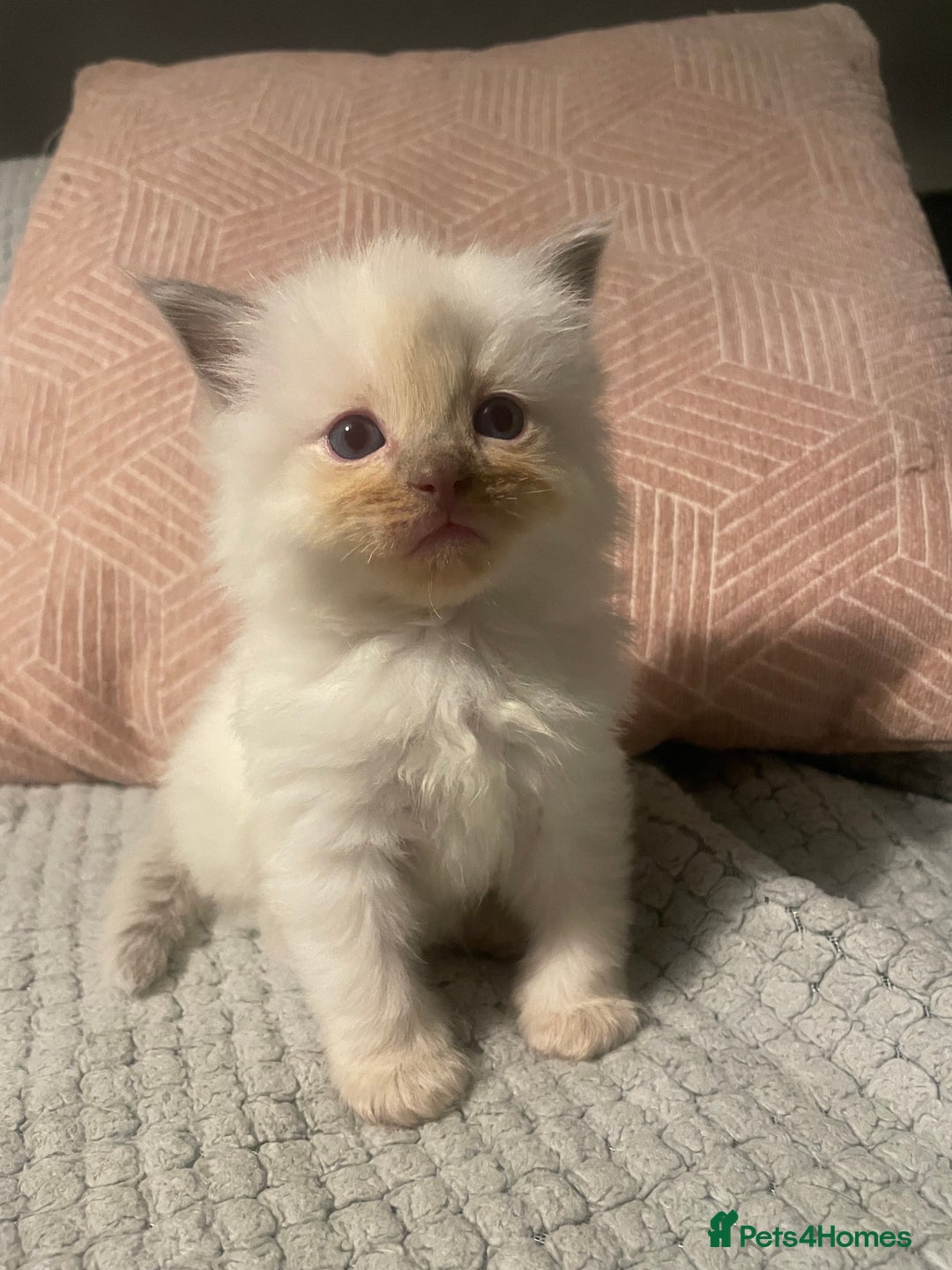 Ragdoll cats for sale: BEAUTIFUL FULL PEDIGREE RAGDOLL KITTENS - Advert 14