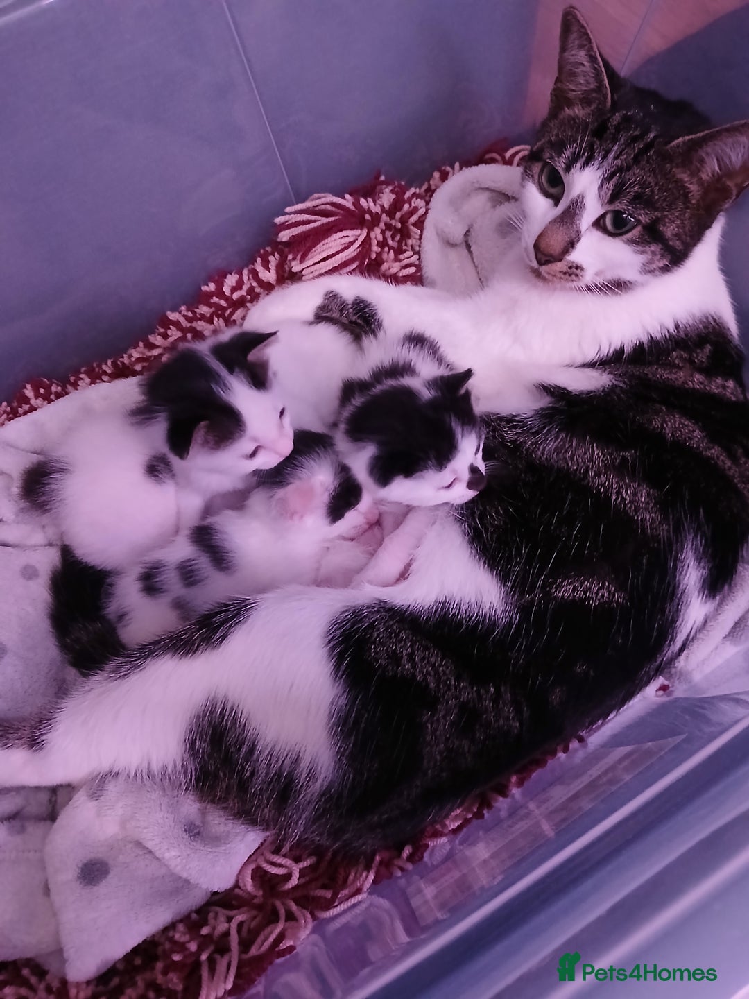 Chausie cats for sale: Beautiful babies needing forever homes - Image 2