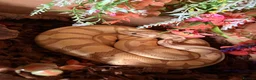Python Snake reptiles for sale: Royal ball python  in Bromyard - Advert 2