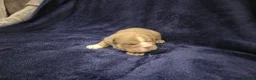English Bulldog dogs for sale: ☆ showstopping stocky and Rare lilac tri pups ☆  - Advert 9