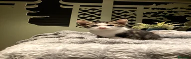 Kitten 2