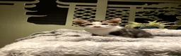 Mixed Breed cats for sale: New batch of Cuties in Basingstoke - Advert 34