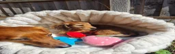 Dachshund dogs for sale: Pra clear,Last 3 beautiful LH Dachshund puppies💗 - Advert 34