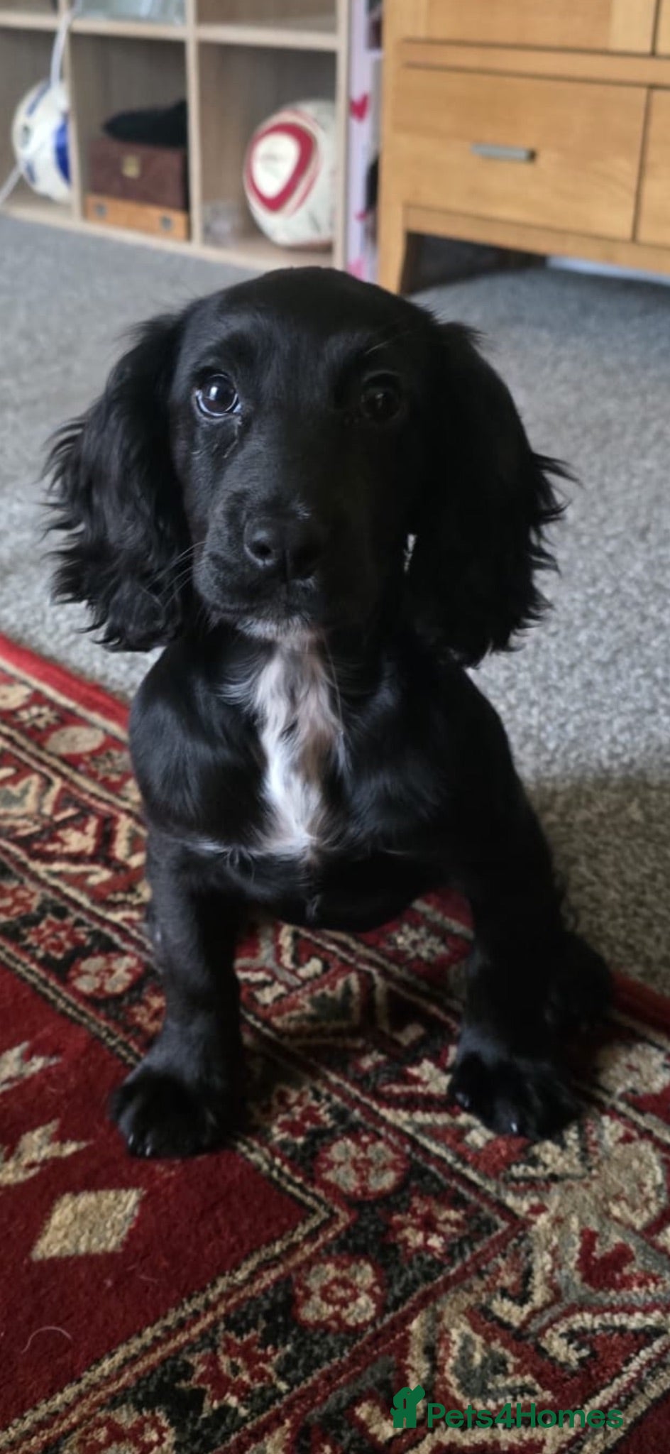 Cocker Spaniel dogs 1 BLACK GIRL LEFT KC cocker spaniel puppies  - Advert 1