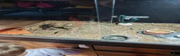 Leopard Gecko reptiles for sale: Leopard gecko  in Redcar - Advert 4