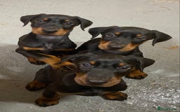 Dobermann dogs for sale: Doberman Puppies - Image 1