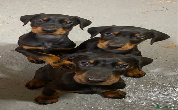 Dobermann dogs - Advert 1