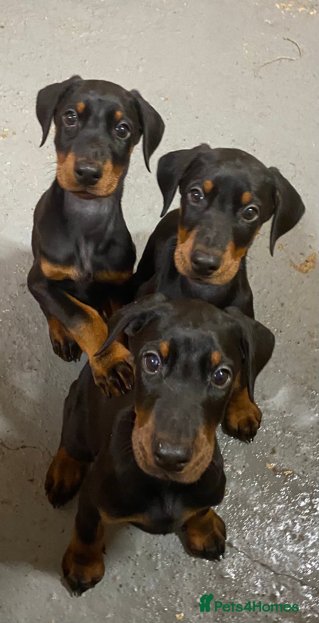 Dobermann dogs for sale: Doberman Puppies - Image 1