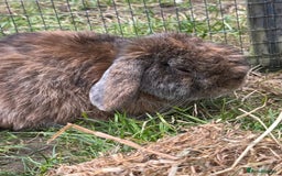 Mixed Breed rabbits for sale: Rabbit rescue  in Diss - Image 19