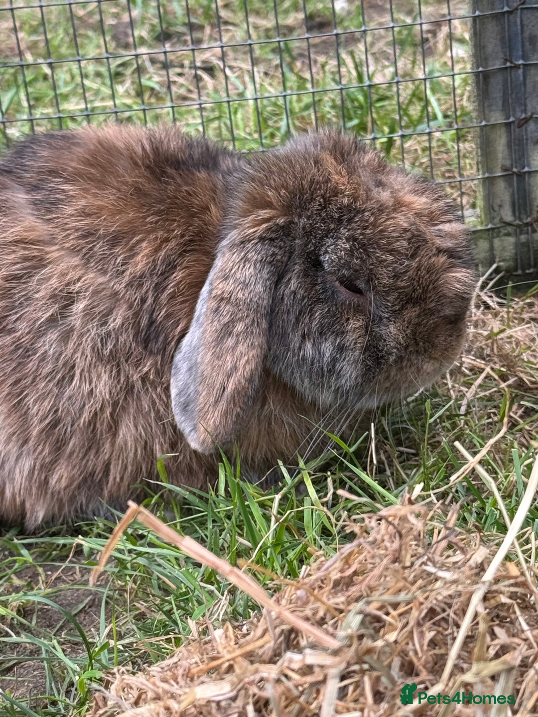 Mixed Breed rabbits for sale: Rabbit rescue  in Diss - Image 19