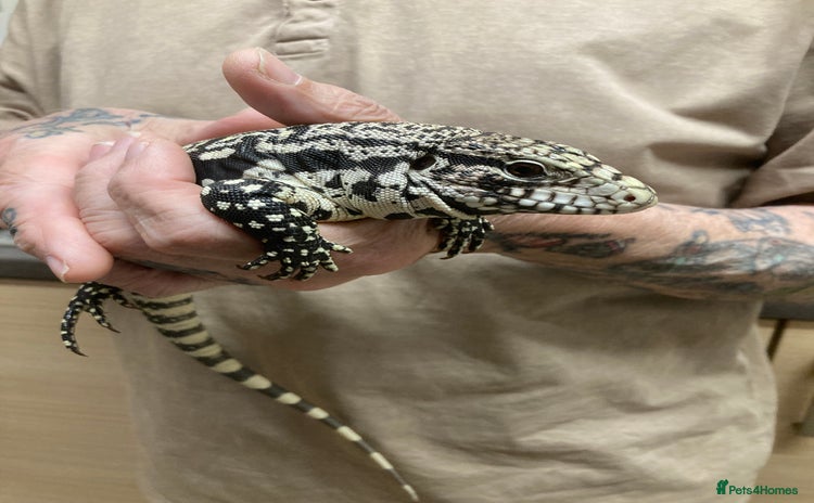 Lizard reptiles - Advert 1