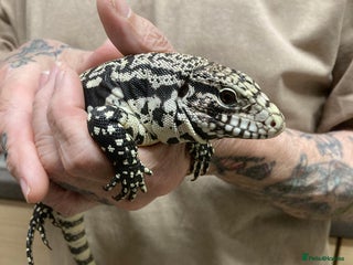 Lizard reptiles - Advert 1